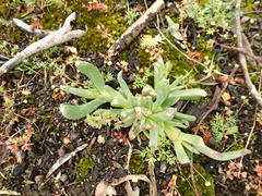Carpobrotus modestus