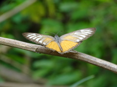 Mestra hersilia