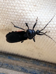 Ectrychotes andreae