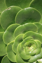 Aeonium canariense