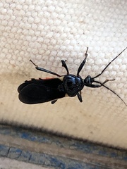 Ectrychotes andreae