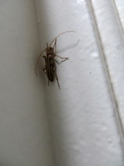 Ortholeptura valida