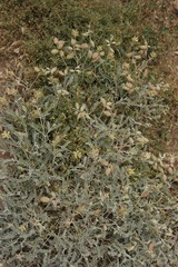 Astragalus miguelensis