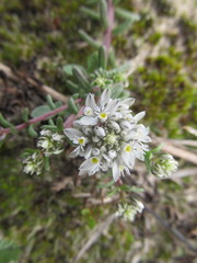Polygala cyparissias