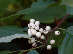 Cornus sericea occidentalis