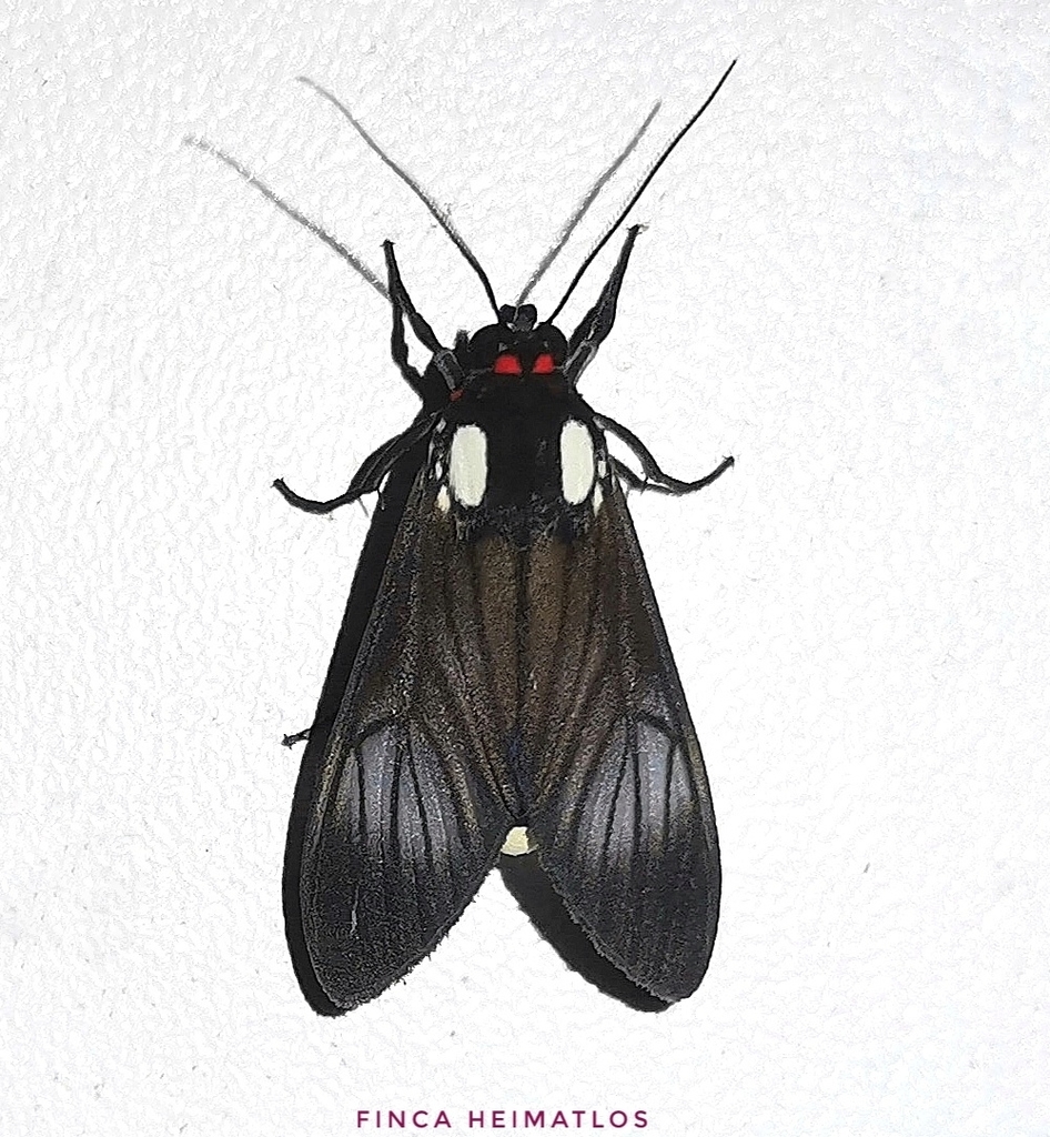 Telioneura glaucopis