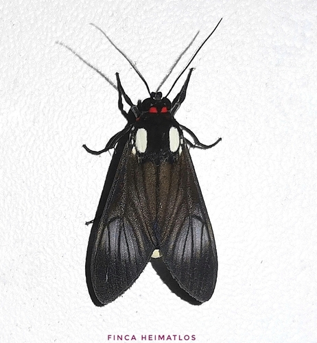 Telioneura glaucopis