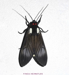 Telioneura glaucopis