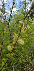 Salix