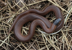 Little Whip Snake photo 3