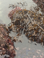 Laminaria sinclairii