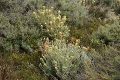 Castilleja hololeuca