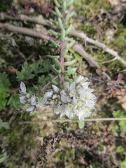 Polygala cyparissias