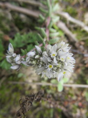 Polygala cyparissias