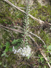 Polygala cyparissias