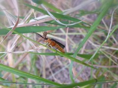 Pterotus obscuripennis