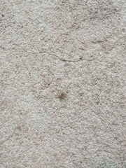 Saitis variegatus