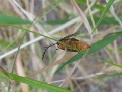 Pterotus obscuripennis