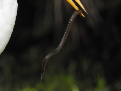 Amphiuma means image