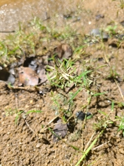 Eragrostis hypnoides