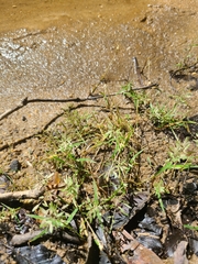 Eragrostis hypnoides