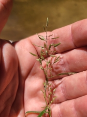 Eragrostis hypnoides