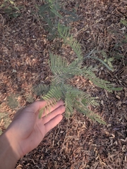 Vachellia pennatula