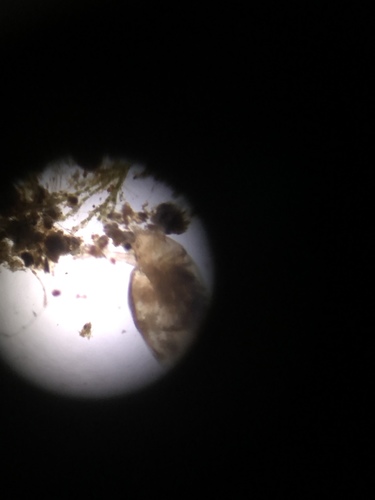 Daphniidae