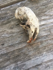 Rodentia