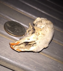 Rodentia