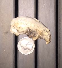 Rodentia