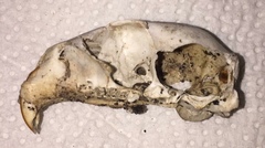 Rodentia