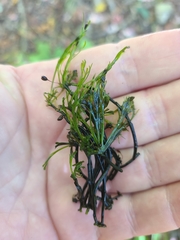 Podostemum ceratophyllum