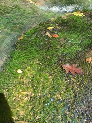 Podostemum ceratophyllum