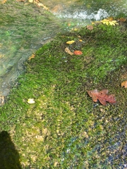 Podostemum ceratophyllum