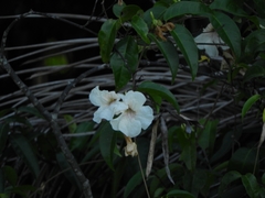 Podranea