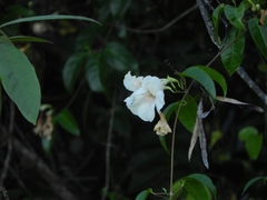 Podranea