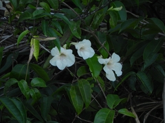 Podranea