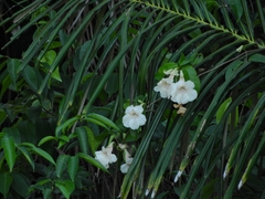 Podranea