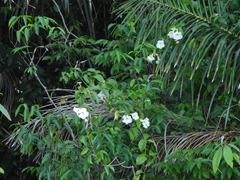 Podranea