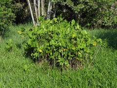 Montrichardia linifera