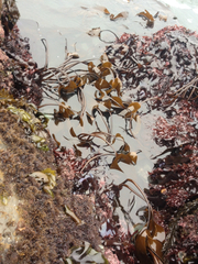 Laminaria setchellii