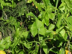 Montrichardia linifera