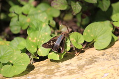 Niconiades incomptus