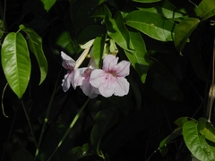 Podranea