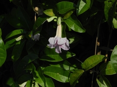 Podranea