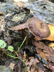 Armillaria novae-zelandiae
