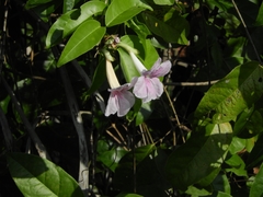 Podranea