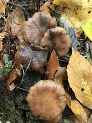 Armillaria novae-zelandiae