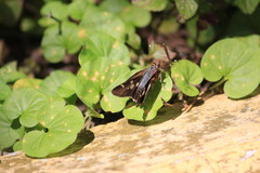 Niconiades incomptus